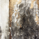 Prevent Mold Growth in Your Home